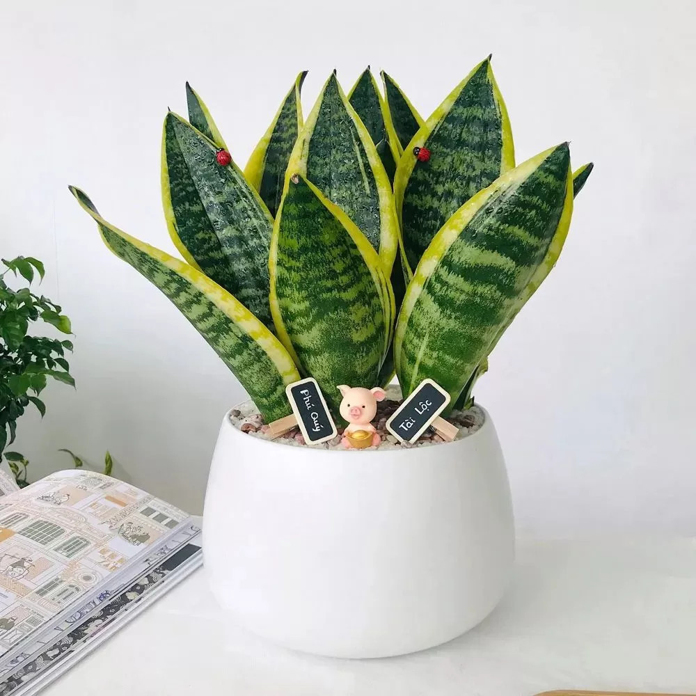 Cây để bàn làm việc (1)
