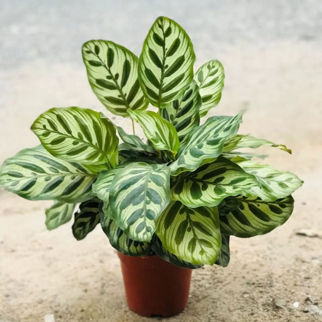 Cây để bàn làm việc (3)