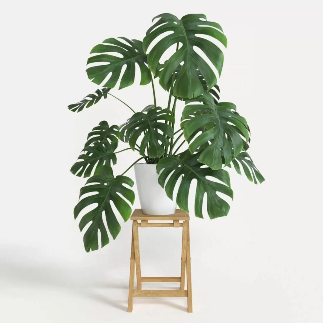 Cây để bàn làm việc (7)