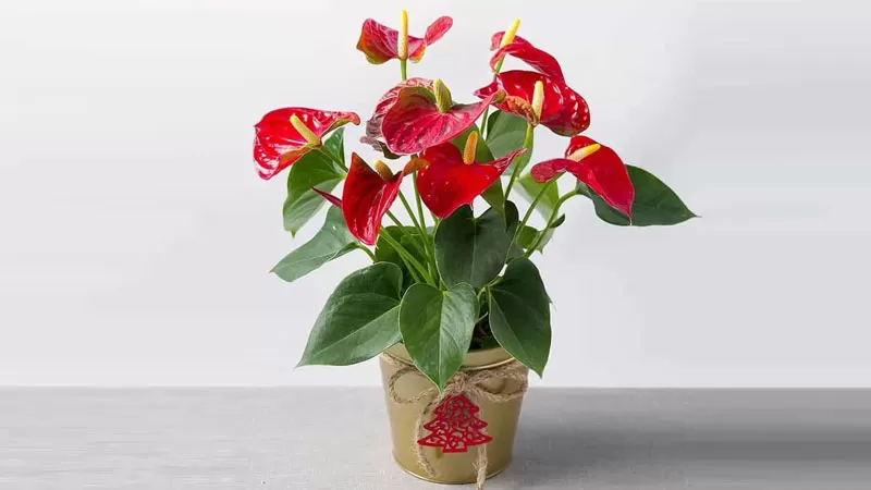 Cây để bàn làm việc (6)