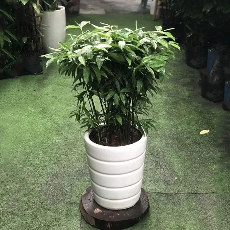 Cây để bàn làm việc (11)