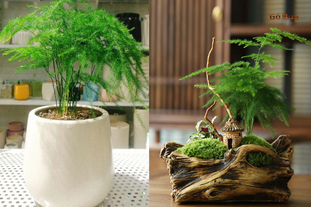 Cây để bàn làm việc (1)
