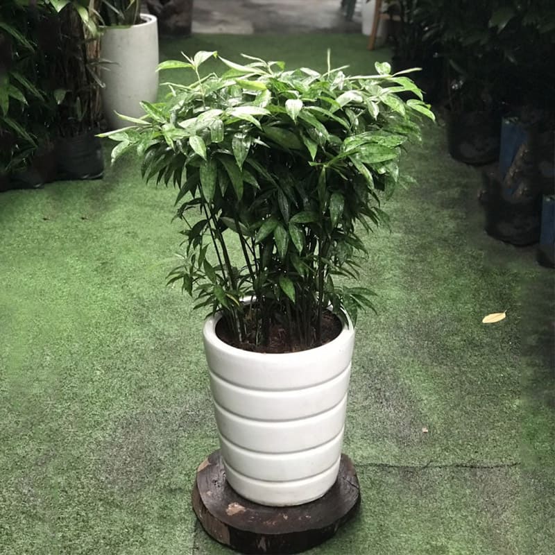 Cây để bàn làm việc (11)