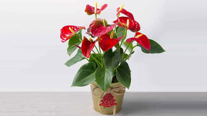 Cây để bàn làm việc (6)